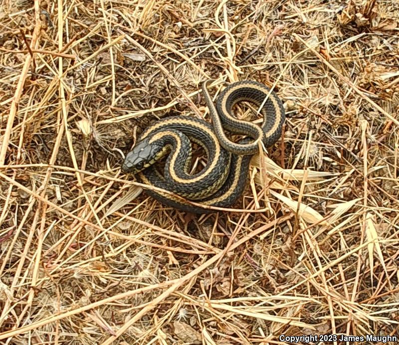 Santa Cruz Gartersnake (Thamnophis atratus atratus)