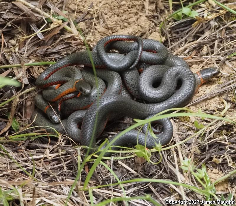 Pacific Ring-necked Snake (Diadophis punctatus amabilis)