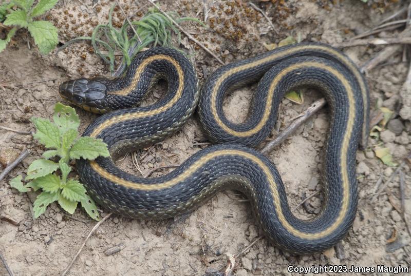 Santa Cruz Gartersnake (Thamnophis atratus atratus)