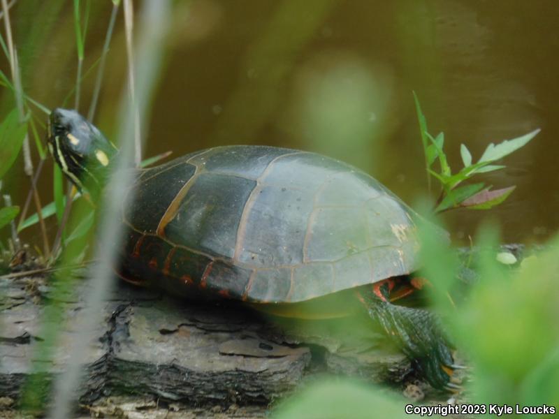 Eastern Painted Turtle (Chrysemys picta picta)