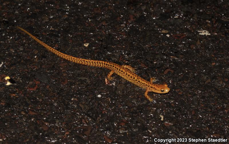 Long-tailed Salamander (Eurycea longicauda)