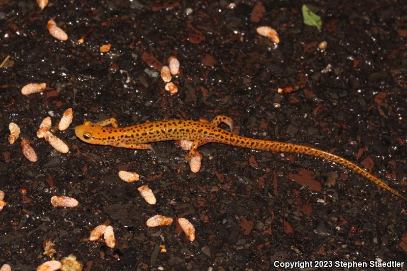 Long-tailed Salamander (Eurycea longicauda)