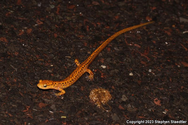 Long-tailed Salamander (Eurycea longicauda)