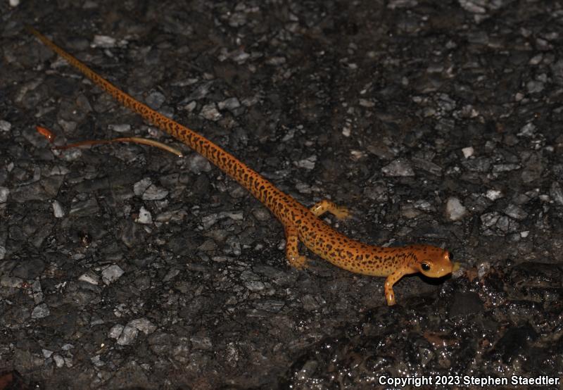 Long-tailed Salamander (Eurycea longicauda)