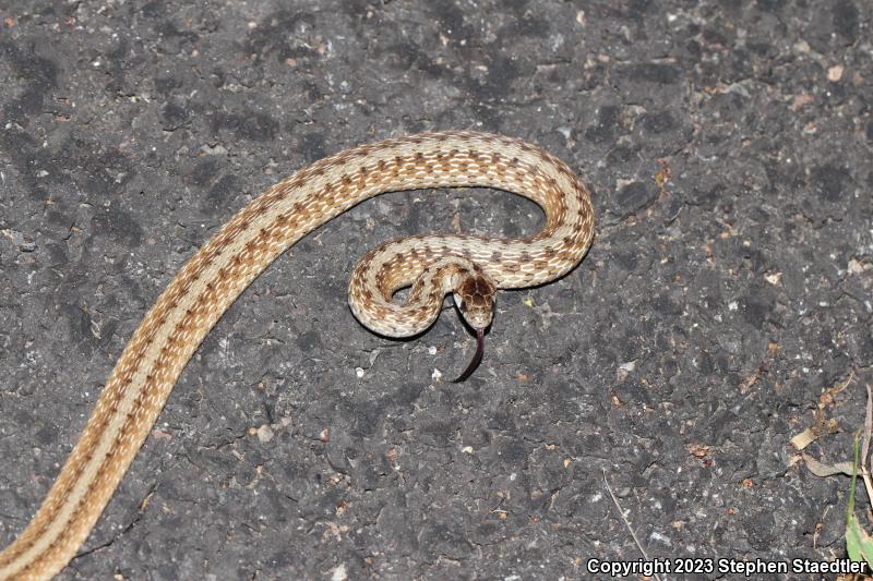 Northern Brownsnake (Storeria dekayi dekayi)