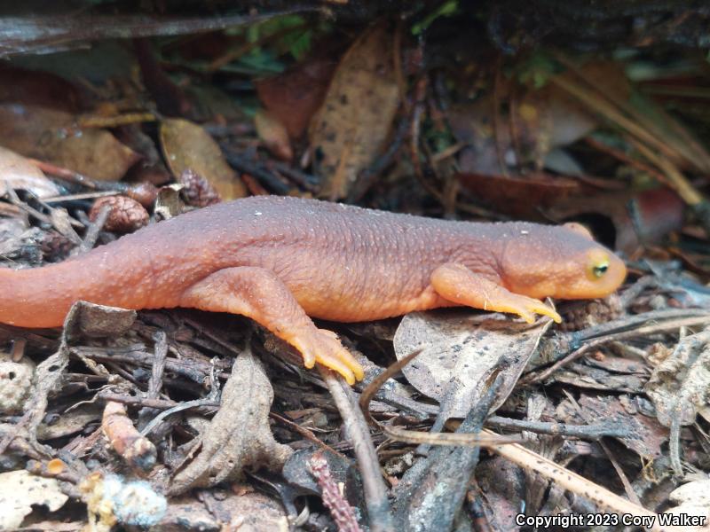 Sierra Newt (Taricha torosa sierrae)