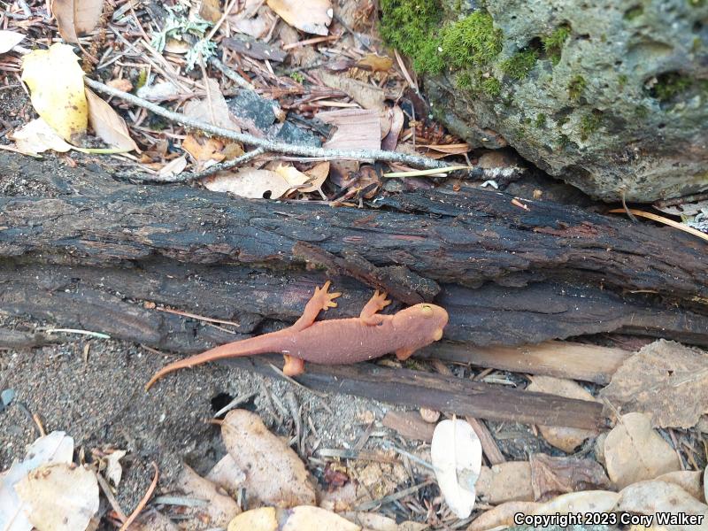 Sierra Newt (Taricha torosa sierrae)