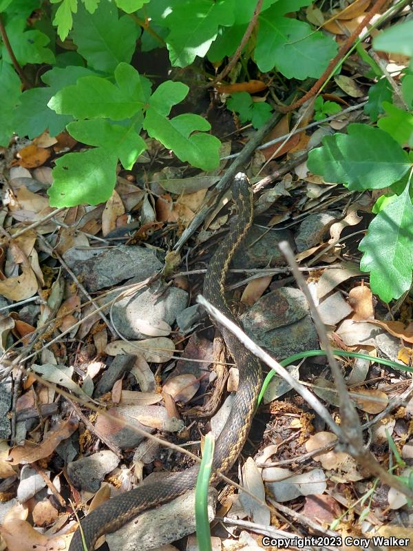 Sierra Gartersnake (Thamnophis couchii)