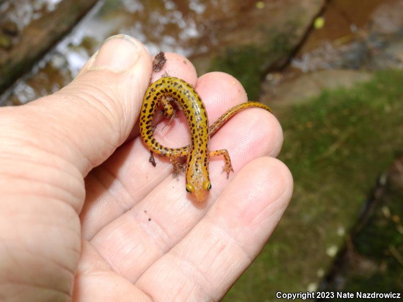 Long-tailed Salamander (Eurycea longicauda)