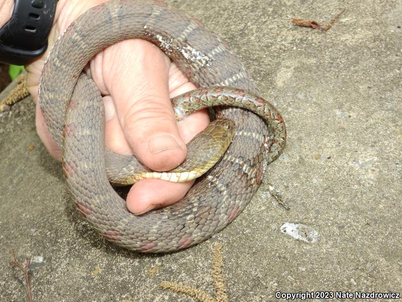 Northern Watersnake (Nerodia sipedon sipedon)