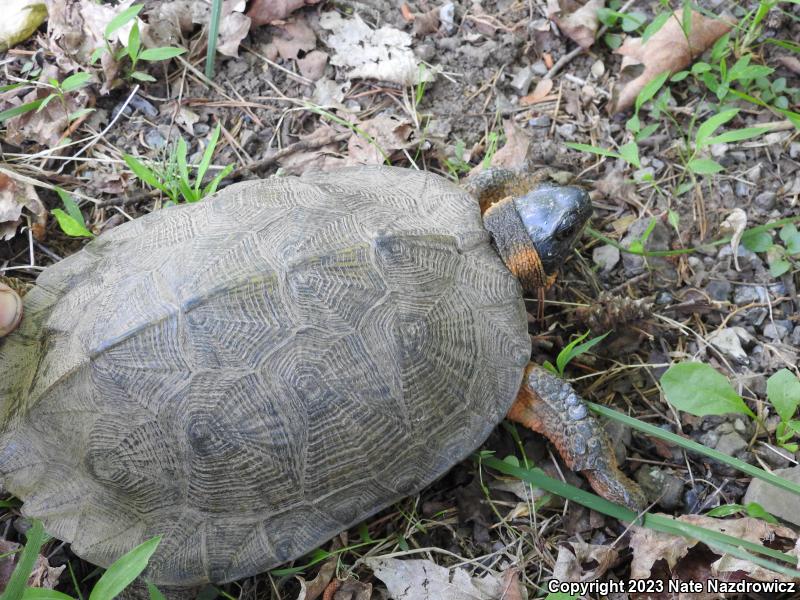 Wood Turtle (Glyptemys insculpta)