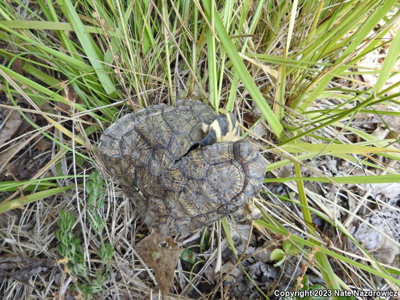 Wood Turtle (Glyptemys insculpta)