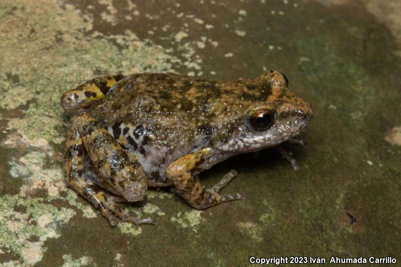 Shiny Peeping Frog (Eleutherodactylus nitidus)