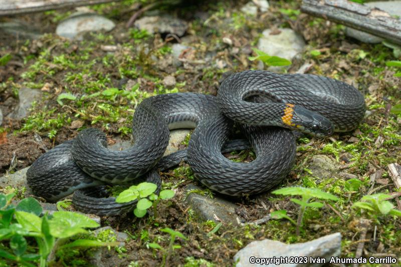 Ring-necked Coffee Snake (Ninia diademata)