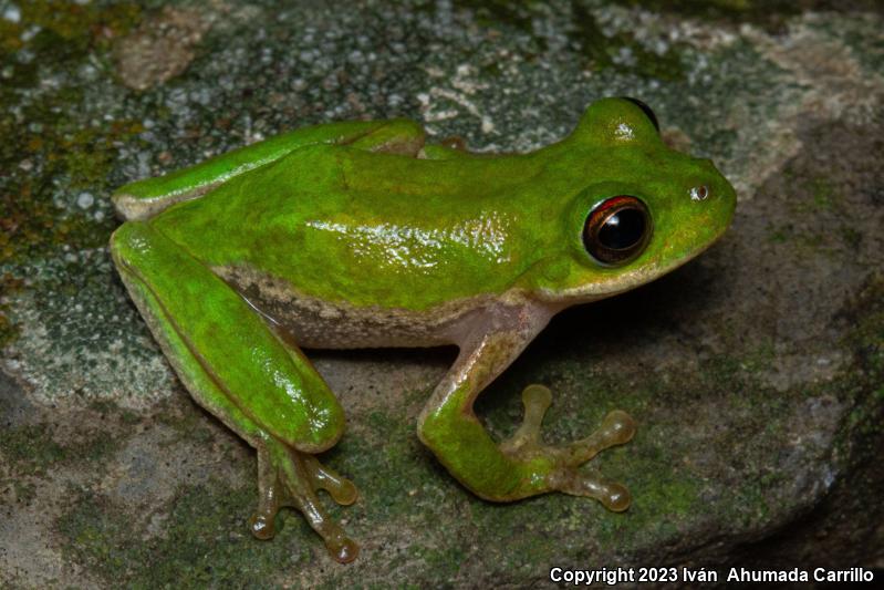 Small-eared Treefrog (Ecnomiohyla miotympanum)