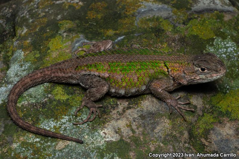 Mexican Emerald Spiny Lizard (Sceloporus formosus)