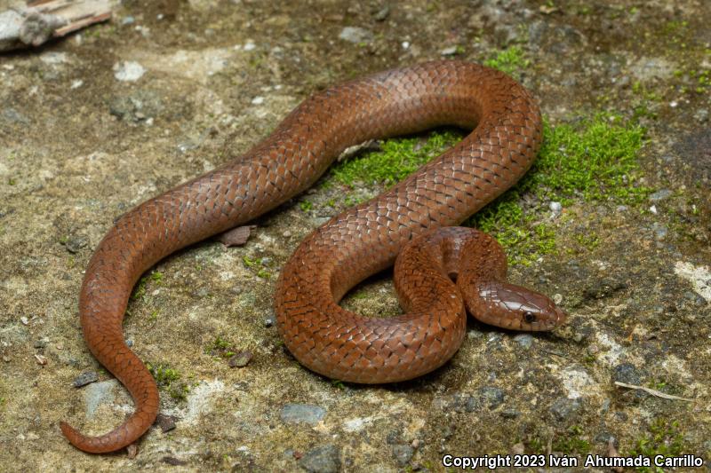 Lined Tolucan Earthsnake (Conopsis lineatus)