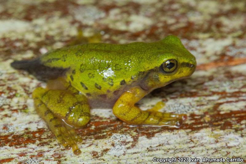 Porthole Treefrog (Charadrahyla taeniopus)