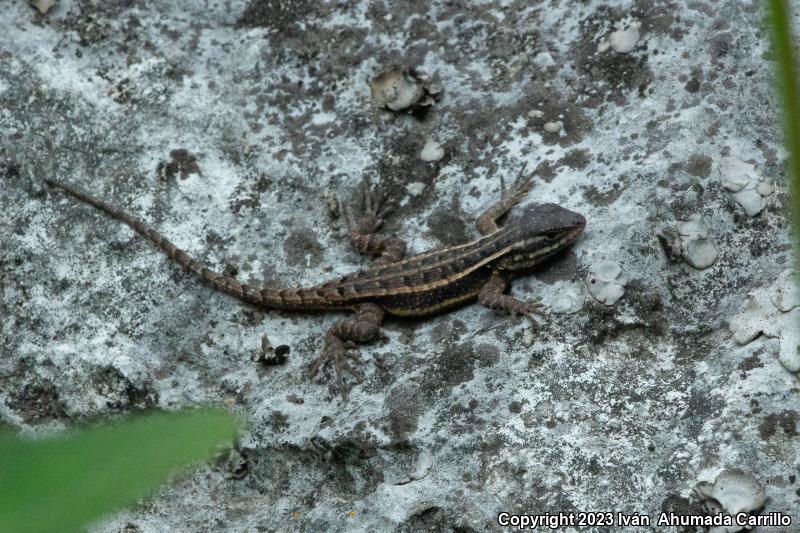 Rose-bellied Lizard (Sceloporus variabilis)