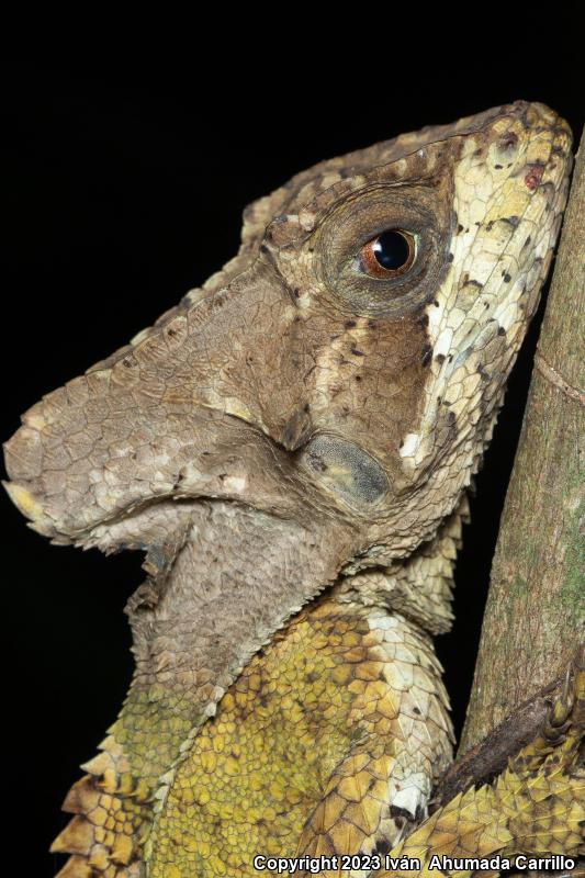 Hernandez's Helmeted Basilisk (Corytophanes hernandezii)