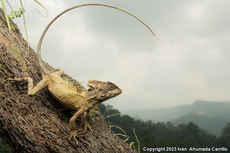 Hernandez's Helmeted Basilisk (Corytophanes hernandezii)