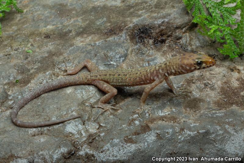 Tropical Night Lizards (Lepidophyma)