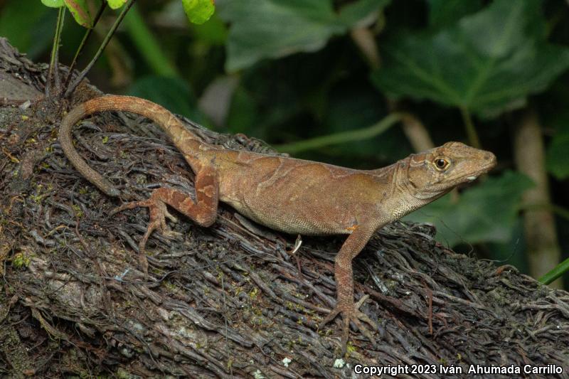 Schiede's Anole (Anolis schiedeii)