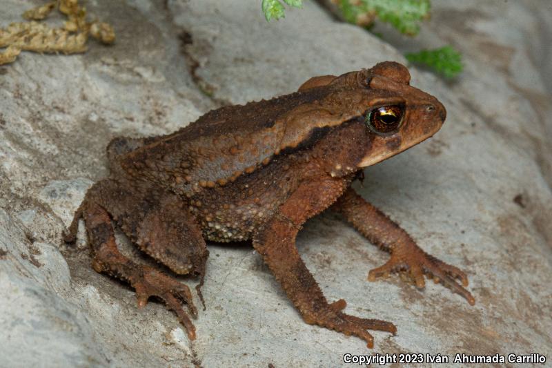 Large-crested Toad (Ollotis cristata)