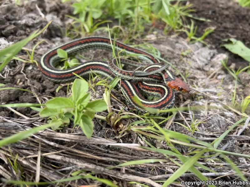 San Francisco Gartersnake (Thamnophis sirtalis tetrataenia)