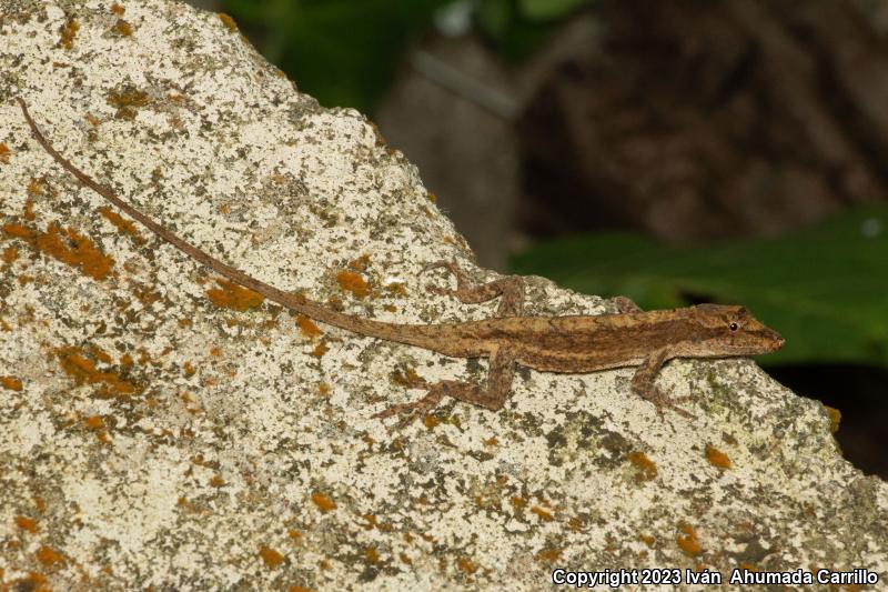 White Anole (Anolis laeviventris)