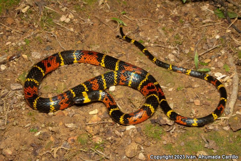 Variegated False Coralsnake (Pliocercus elapsoides)