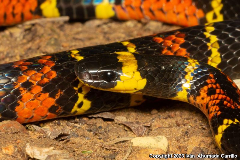 Variegated False Coralsnake (Pliocercus elapsoides)