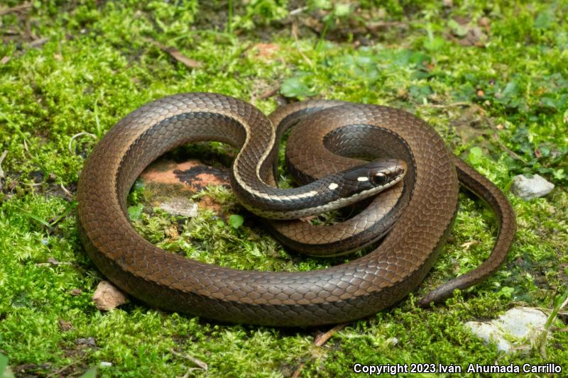 Striped Forest Snake (Rhadinaea decorata)