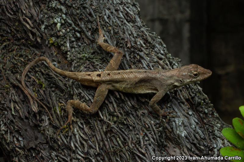 Greater Scaly Anole (Anolis tropidonotus)