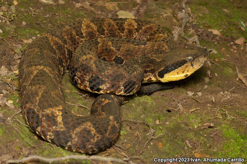 Jumping Pitviper (Atropoides nummifer)