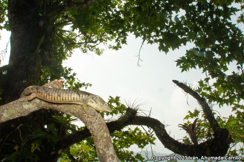 Arboreal Alligator Lizards (Abronia)