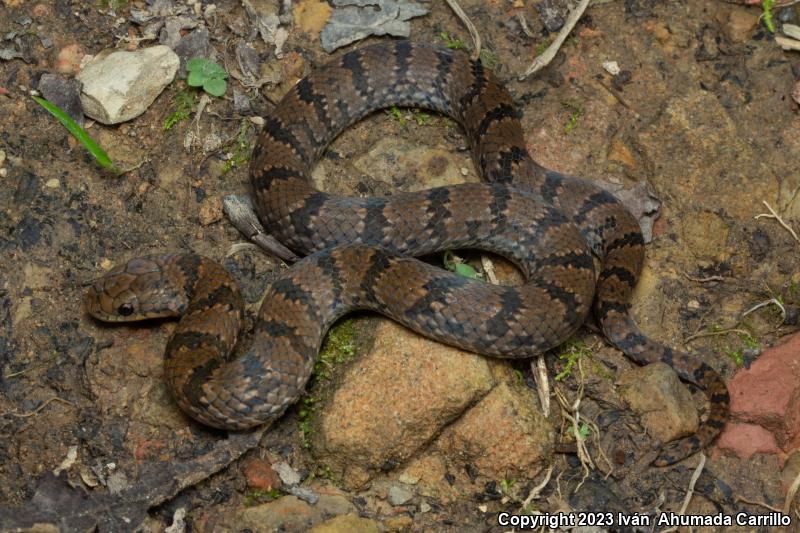 Degenhardt's Scorpion-eating Snake (Stenorrhina degenhardtii)