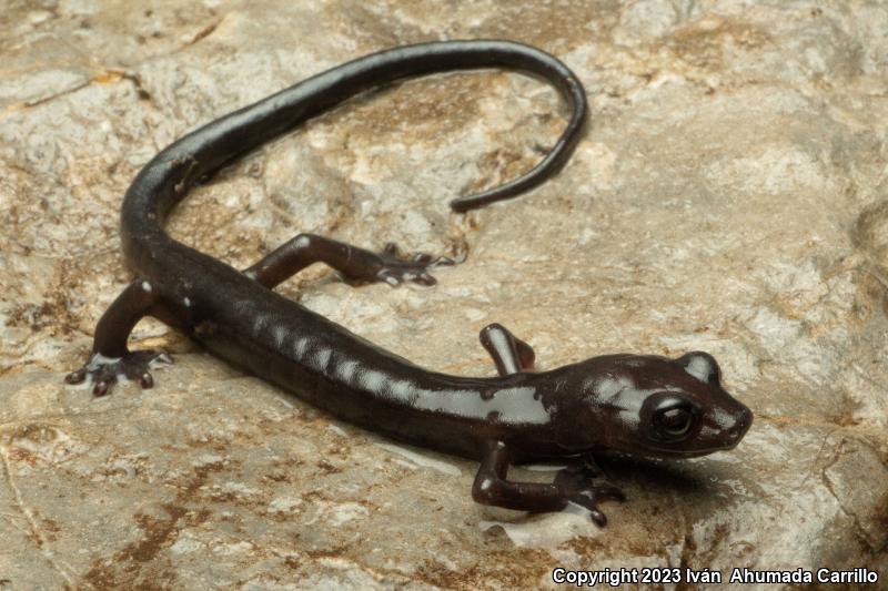 False Brook Salamanders (Pseudoeurycea)