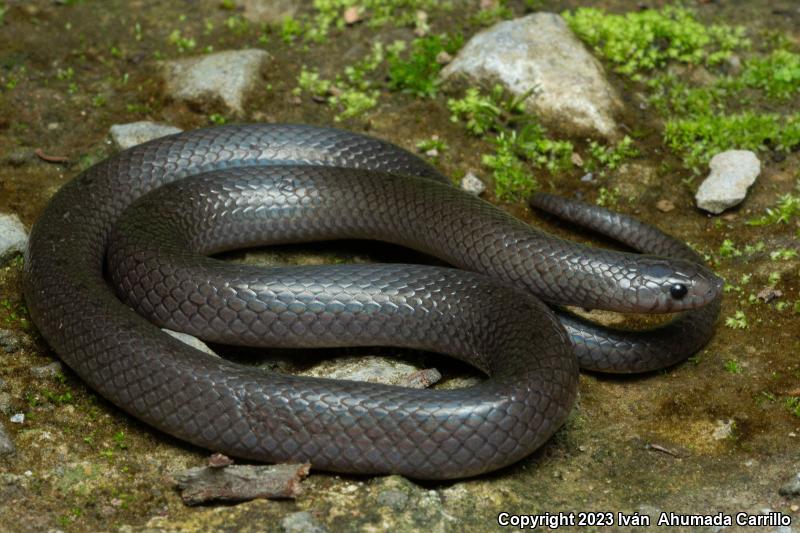 Blotched Hook-nosed Snake (Ficimia publia)