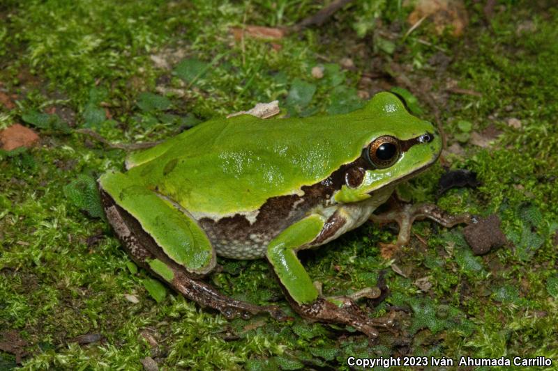 Southern Highlands Treefrog (Hyla euphorbiacea)