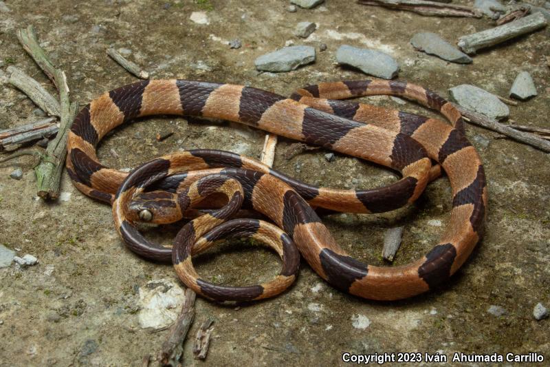 Blunthead Tree Snake (Imantodes cenchoa)