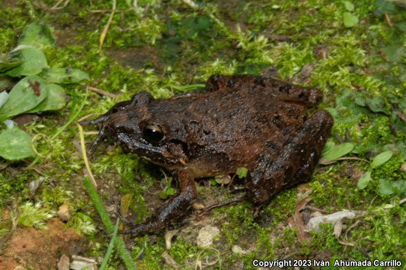 Polymorphic Robber Frog (Craugastor rhodopis)