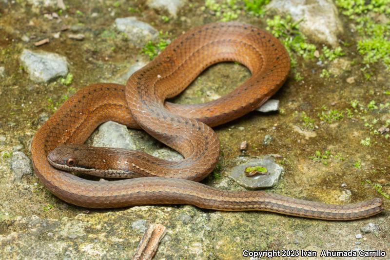 Black-striped Snakes (Coniophanes)