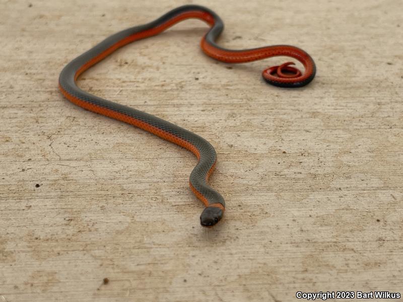 Coral-bellied Ring-necked Snake (Diadophis punctatus pulchellus)