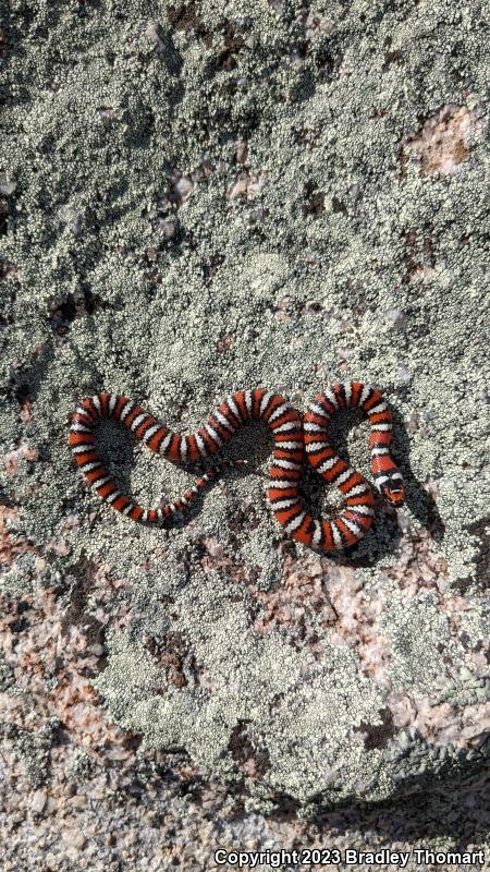 Baja California Mountain Kingsnake (Lampropeltis zonata agalma)