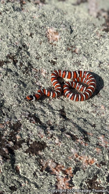 Baja California Mountain Kingsnake (Lampropeltis zonata agalma)