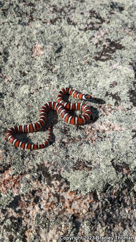 Baja California Mountain Kingsnake (Lampropeltis zonata agalma)