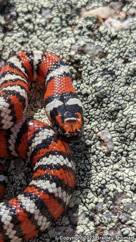 Baja California Mountain Kingsnake (Lampropeltis zonata agalma)