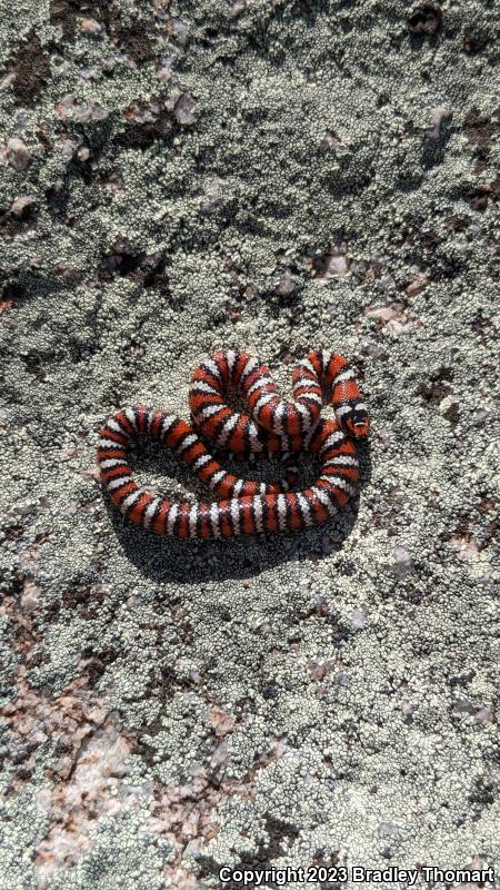 Baja California Mountain Kingsnake (Lampropeltis zonata agalma)