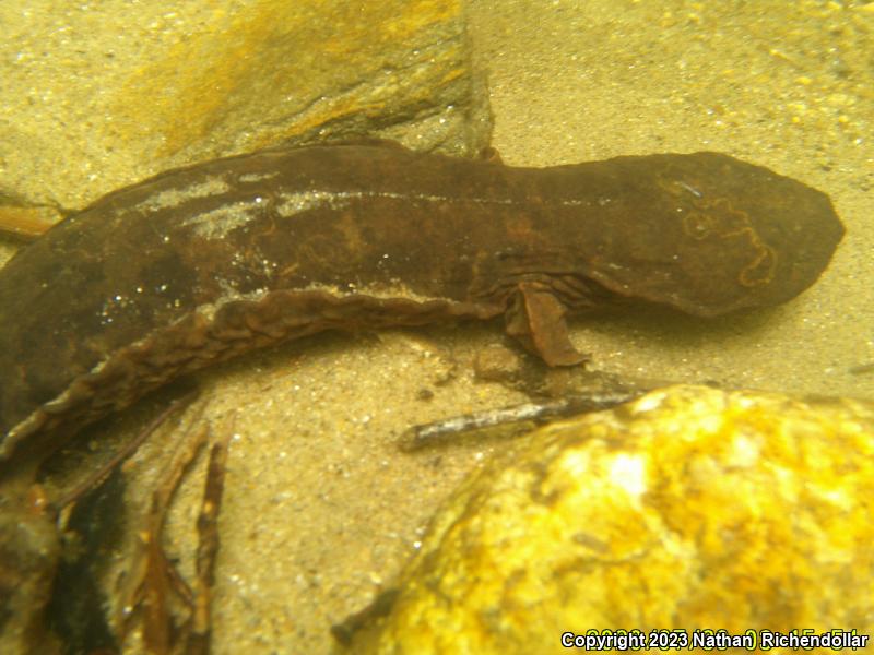 Hellbender (Cryptobranchus alleganiensis)